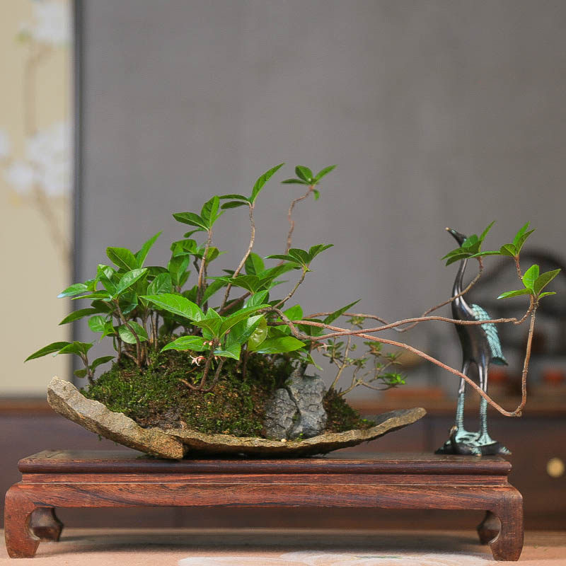 孤品进口紫金牛附石创意丛林盆景四季常青观花观果办公室茶室绿植,鲜花速递/花卉仿真/绿植园艺,造型盆景,淘宝优惠券,粉丝福利购,淘宝优惠卷
