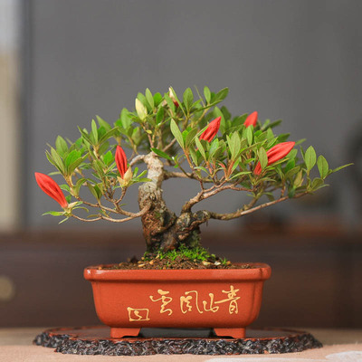 孤品皋月杜鹃花缀复色含苞待放