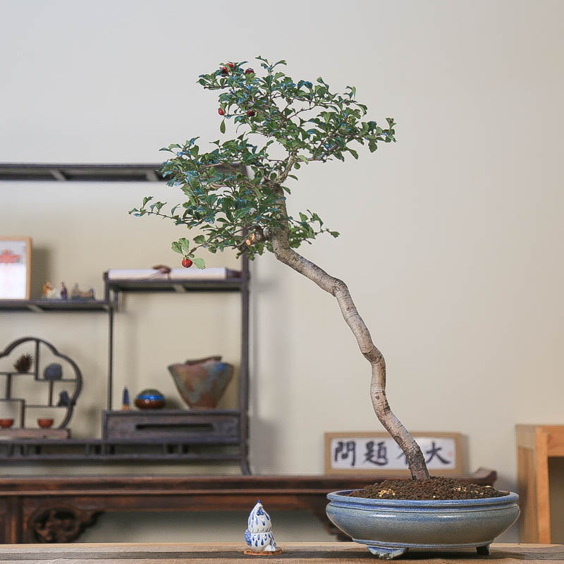 孤品大别山小叶小果山里红盆景