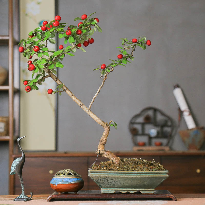 孤品山里红大别山小叶小果盆景