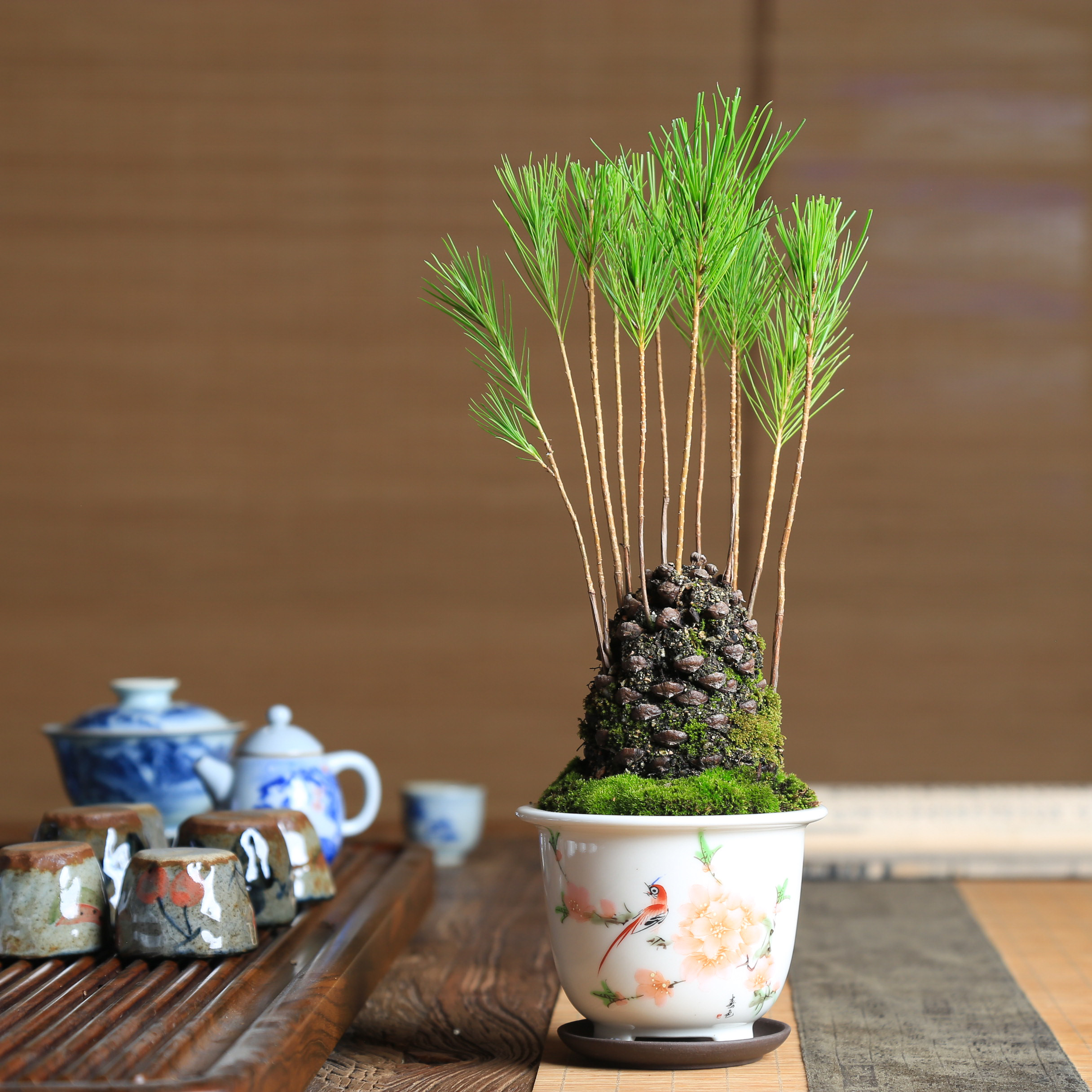 红针松塔掌上微盆栽小松树盆景