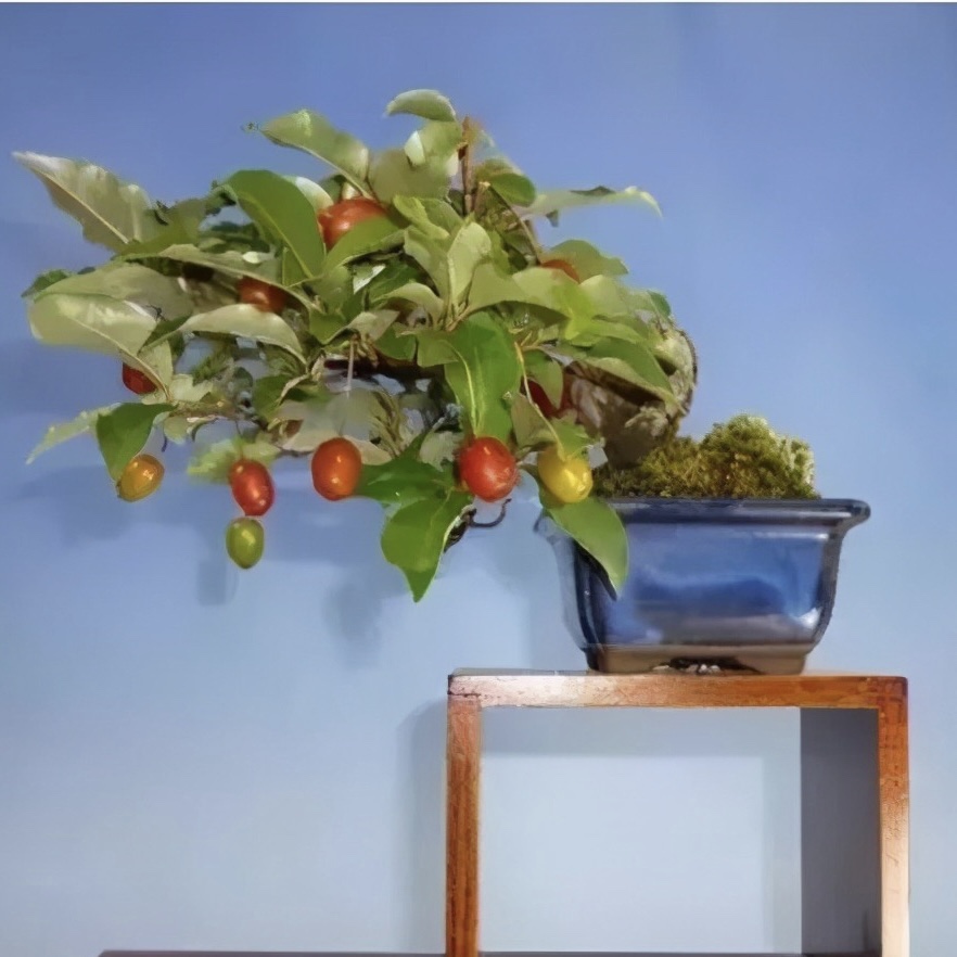 大别山胡秃子盆景羊奶果品种可食用观果小老桩木半夏胡颓子