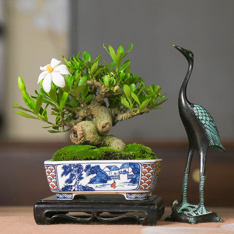喜黛玉清誉栀子花浓香精品微盆景