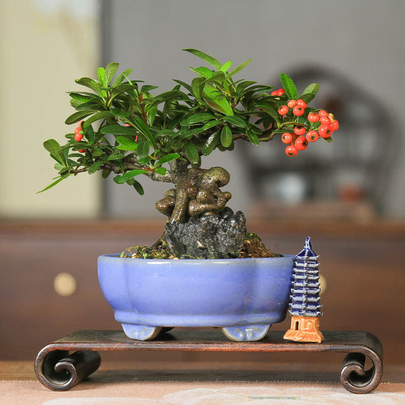 孤品进口韩国红果火棘附石矮霸老桩盆景开花结果微型小品好养四季