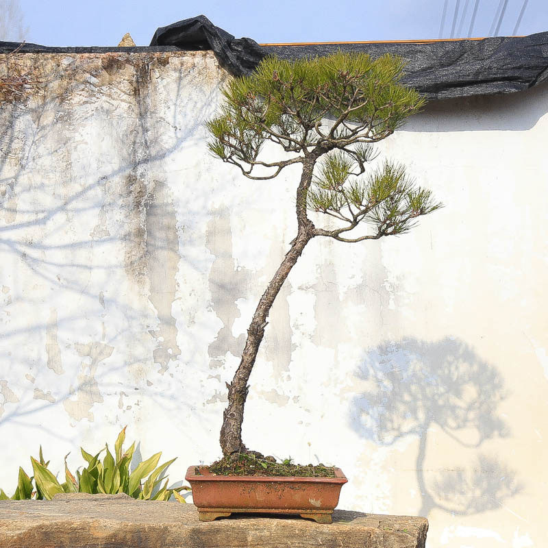 孤品文人黄山松中式意境盆景老桩庭院别墅观赏精品大型展品收藏