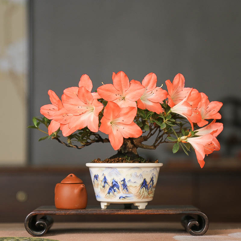 孤品进口皋月杜鹃花缀四季开花