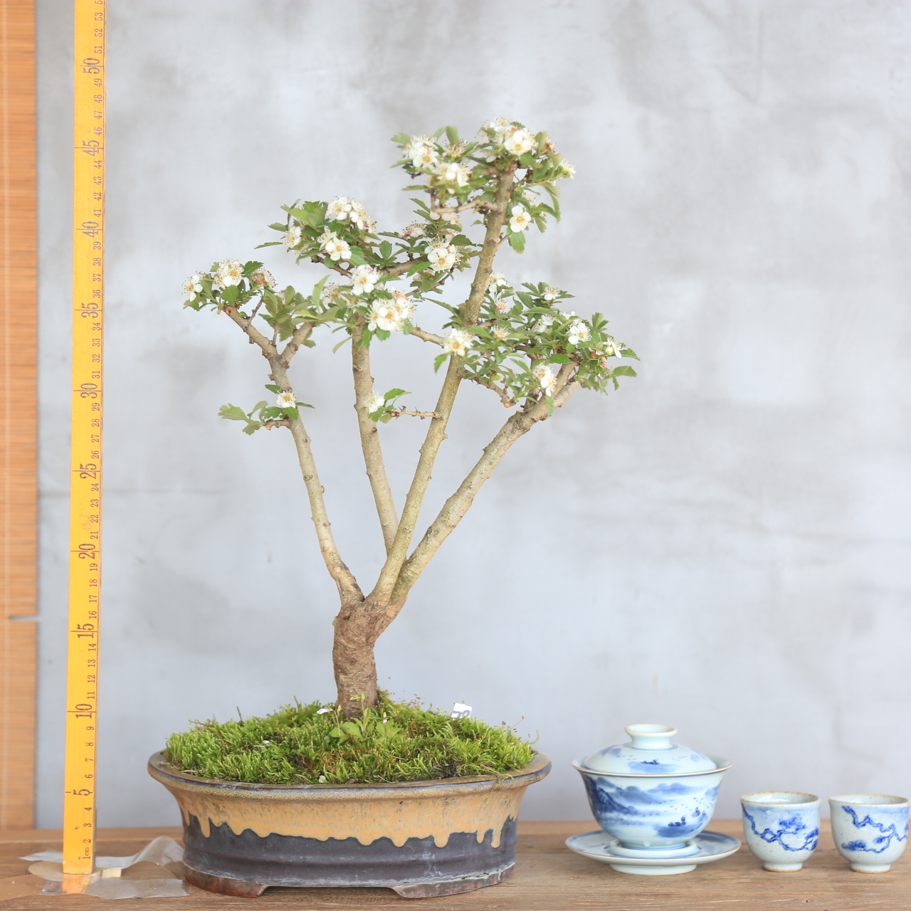 观花观果造型山里红精品盆景