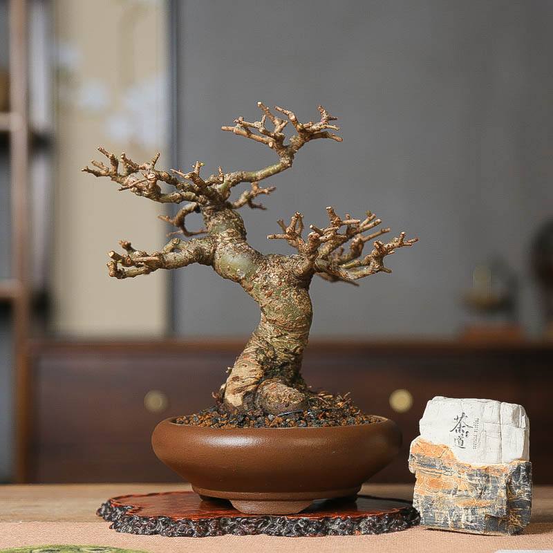 孤品小叶榔榆中式盆景植物小老桩