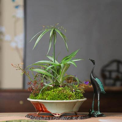 孤品花叶姬旱伞组合草桌面小绿植