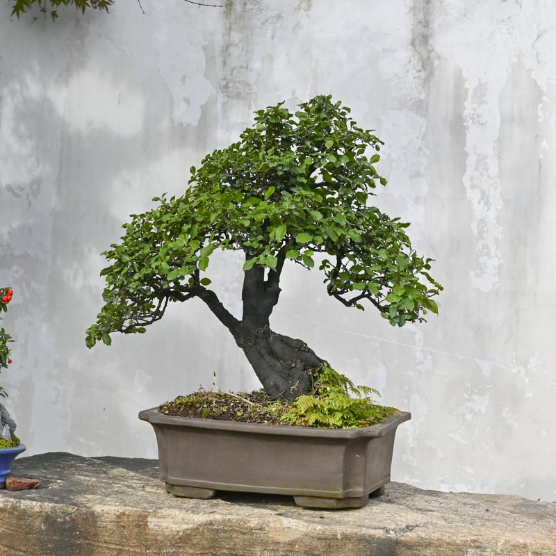 金弹子老桩一物一拍庭院摆放盆栽