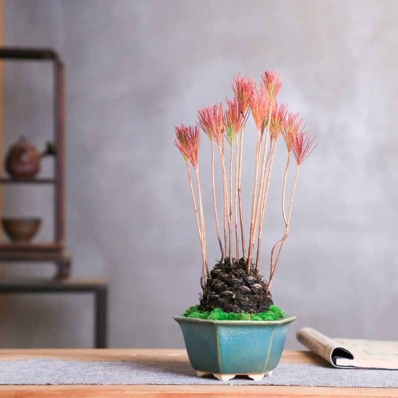 会变红的松树盆栽神奇绿植小精品