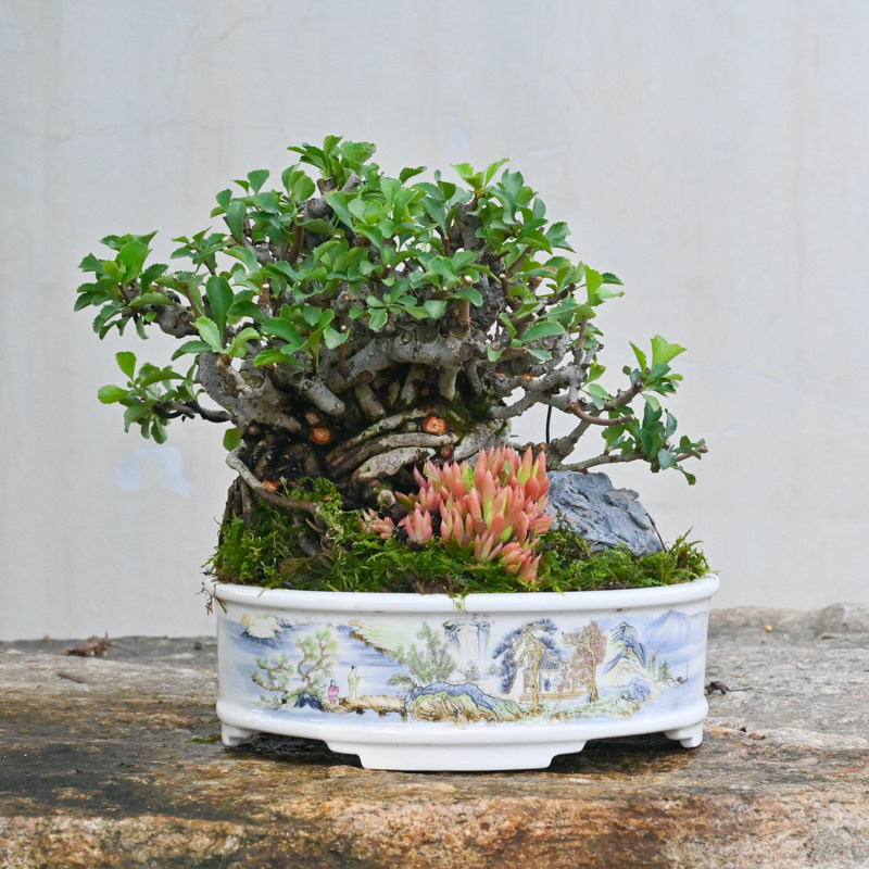 日本进口长寿梅盆景孤品老桩附石组合盆景山野草点缀中式盆景植物,鲜花速递/花卉仿真/绿植园艺,造型盆景,淘宝优惠券,粉丝福利购,淘宝优惠卷