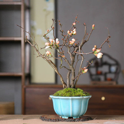 复色云龙梅游龙花卉曲枝趣味盆景