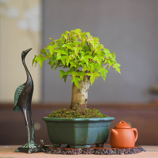 三角枫枫树盆景冬季落叶开春发芽小品好养掌上秋季红叶基地直销