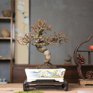 孤品进口白紫檀荀子年功老桩矮霸造型坨坨红芽盆栽一物一拍盆景