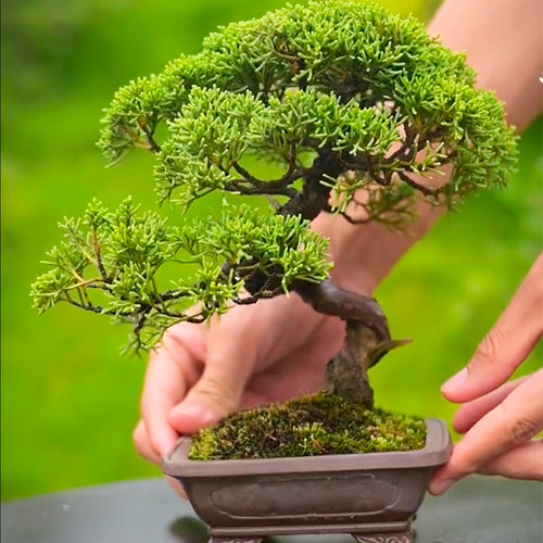 济州真柏盆景一物一拍所见即所得