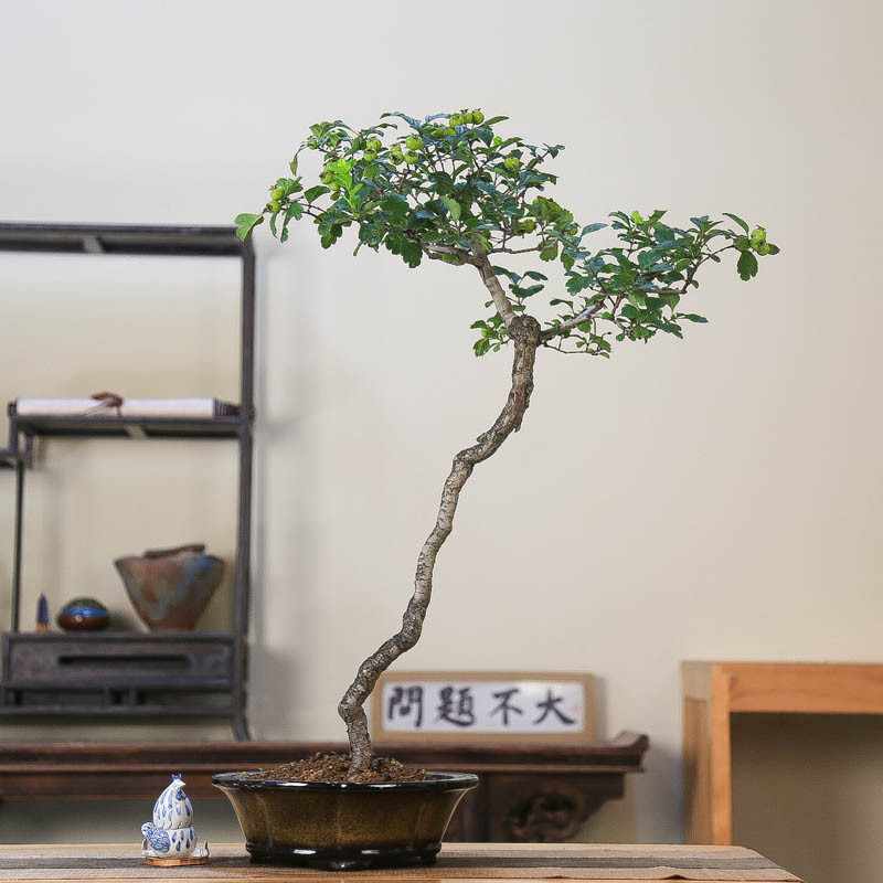 孤品大别山山里红造型意境盆景