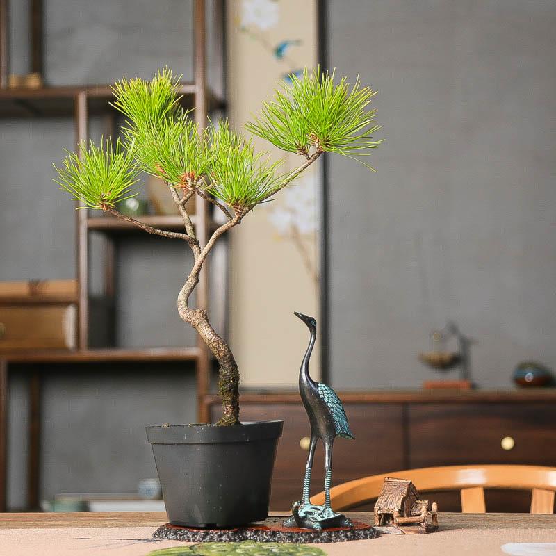 文人黄山松中式植景禅意植物