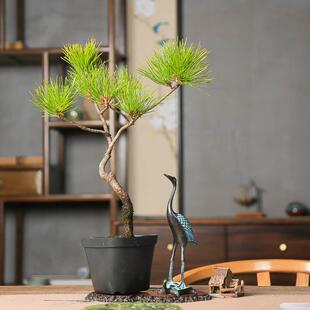 文人黄山松盆景造型盆栽禅意植物小老桩迎客松好养中式盆栽办公室