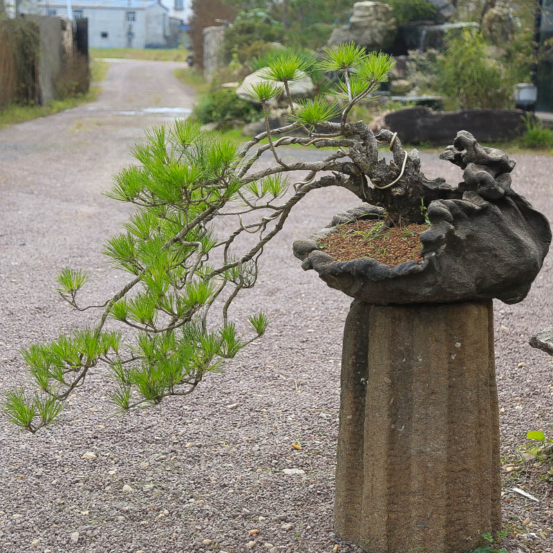 孤品悬崖式黄山松手捏盆苍劲爆皮