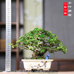 小叶榆树盆景老桩矮霸盆栽榔榆造型芝麻榆树绿植茶台阳台室内摆放