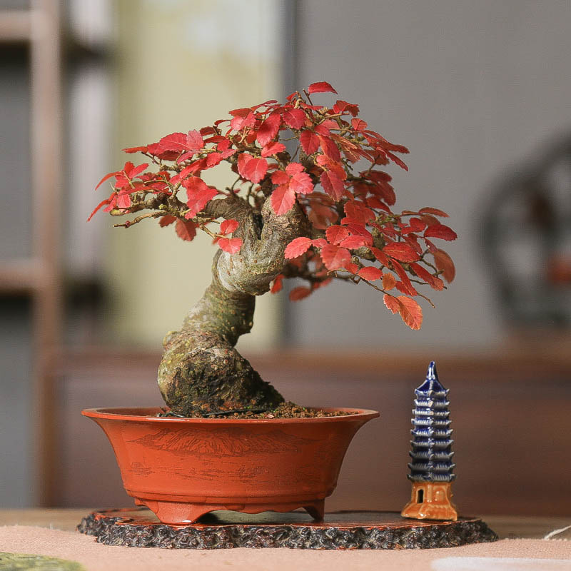 孤品小叶榔榆盆景老桩矮霸高端