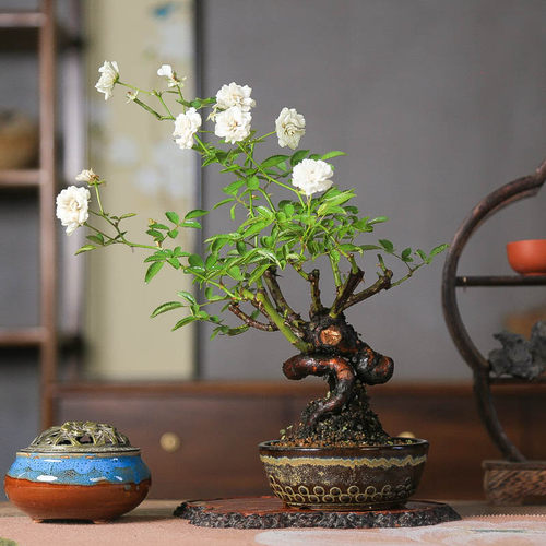 四季开花姬月季迷你微型勤花盆景