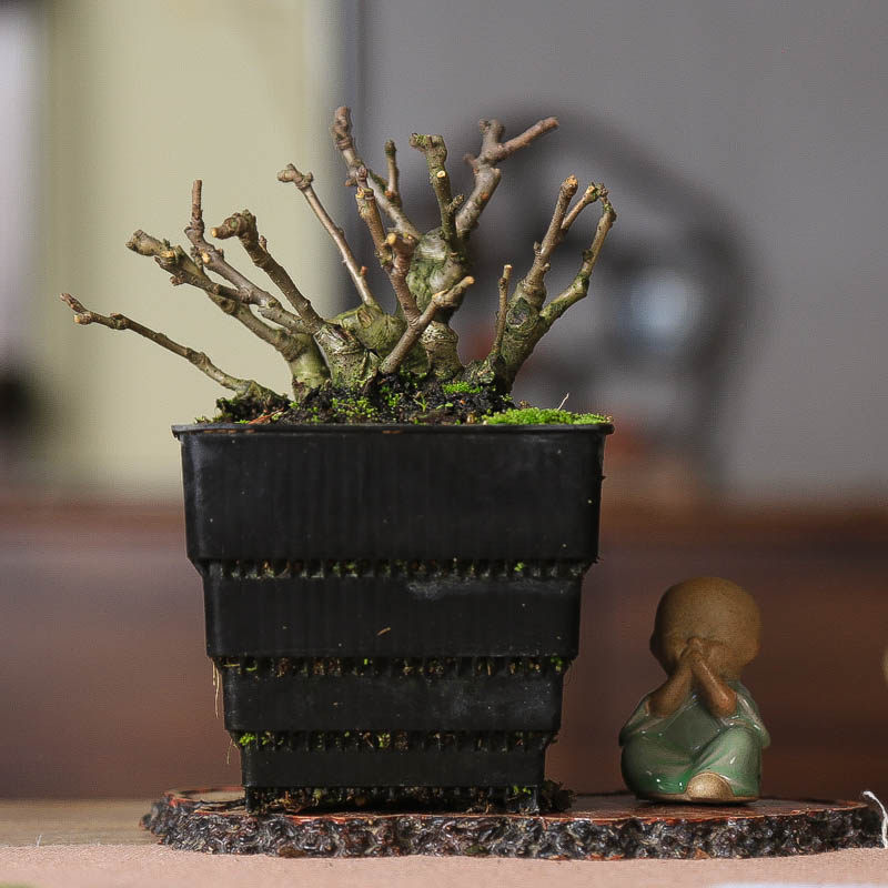 矮霸子宝长寿梅老桩微型盆景实拍开花中式原生根艺摆件造景掌中宝,鲜花速递/花卉仿真/绿植园艺,造型盆景,淘宝优惠券,粉丝福利购,淘宝优惠卷