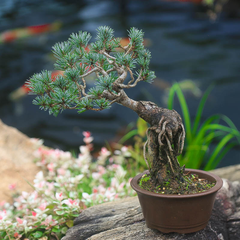中式临水宫岛五针松造型意境盆景