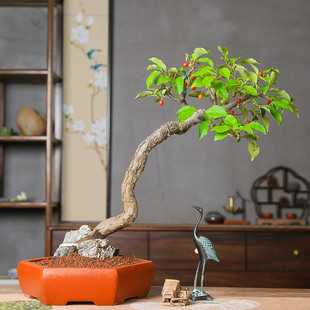 孤品胡秃子开花结果附石老树盆景红果可食用造型客厅阳台紫砂盆