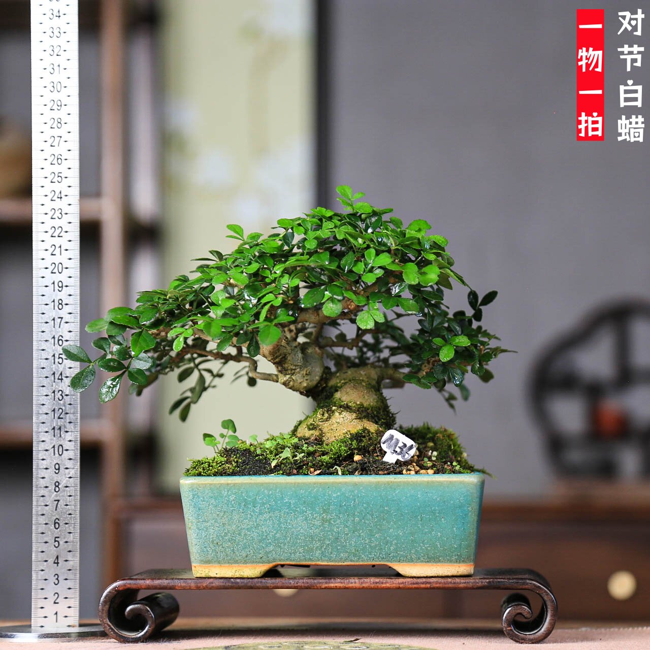 对节白蜡盆景小老桩矮霸植物观赏盆景新中式盆栽室内阳台茶台摆放