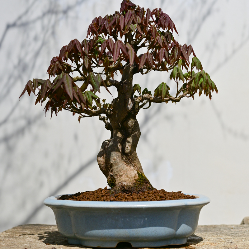 孤品老桩山红叶日本进口矮霸盆景精品小叶红叶鸡爪槭枫树庭院植物