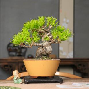 正品矮霸黄山松意境阳台美观易活造型根系好茶几基地直销四季常青