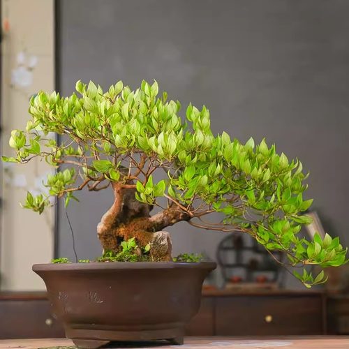 孤品精品映山红老桩开花庭院佳品