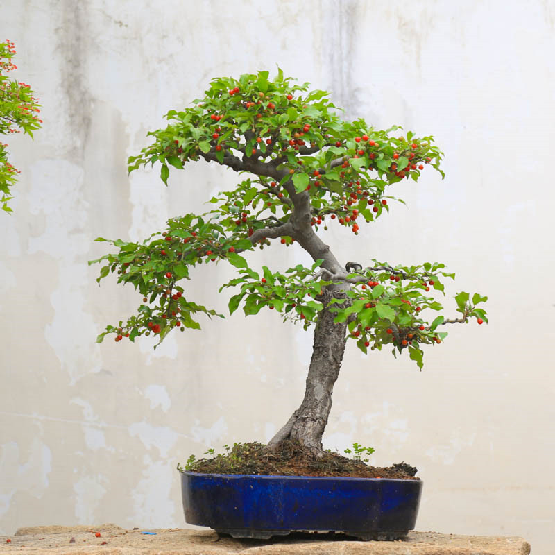 孤品小叶胡秃子开花结果盆景直销