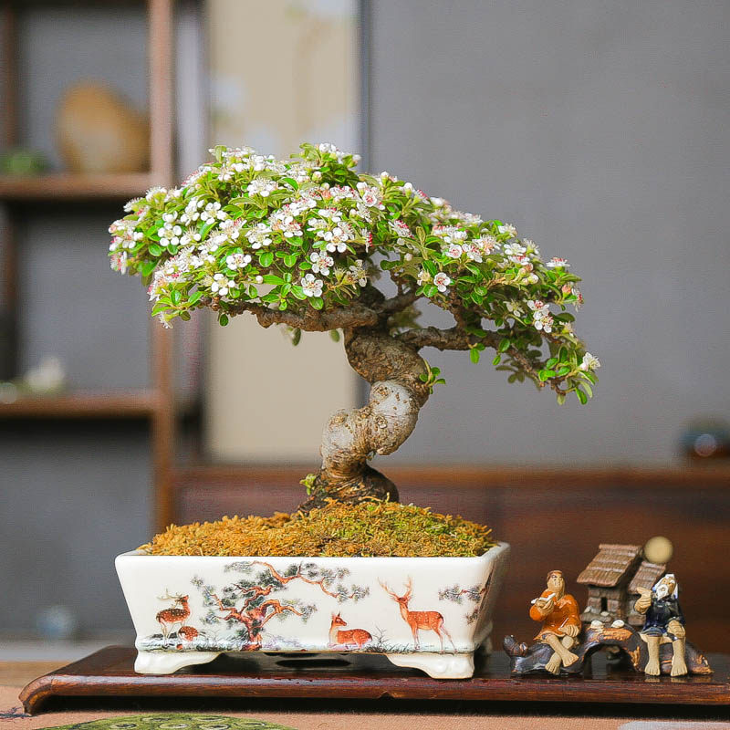 孤品荀子白紫檀白花红果年功老桩造型盆景秋冬红叶送长辈领导佳品,鲜花速递/花卉仿真/绿植园艺,造型盆景,淘宝优惠券,粉丝福利购,淘宝优惠卷