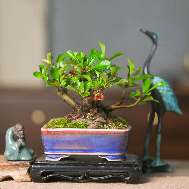 孤品进口子宝长寿梅开花挂果微型