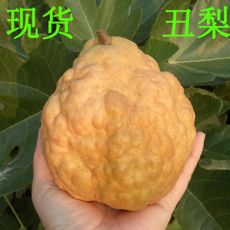 中华丑梨软糯多汁香甜