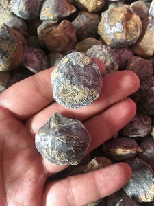 Минеральный образец, просмотр кристаллов, Qi Stone Natural Shell Foscil, грубая грубая Гуанси Древнее дворянство
