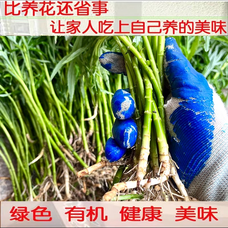芦蒿苗带根泥蒿秧四季盆栽地种