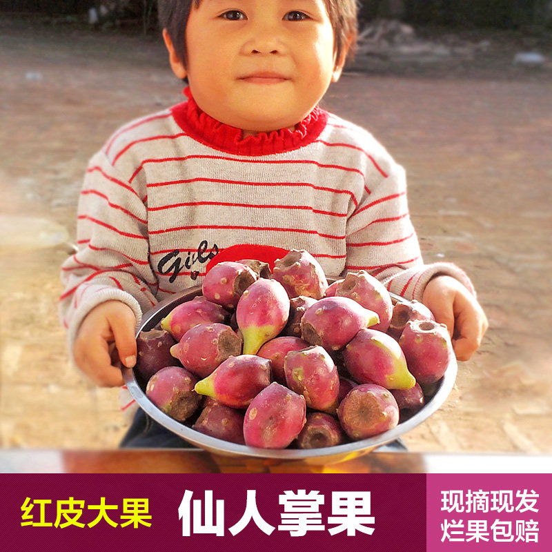 仙人掌果 新鲜水果 红皮大果精其它