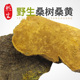 然生桑树桑黄灵芝云南桑黄火木层孔菌250g