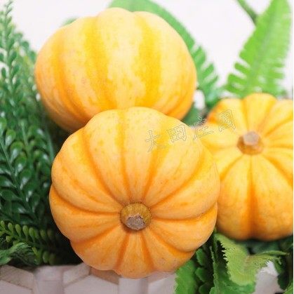 万圣节鬼节新鲜南瓜diy小金瓜
