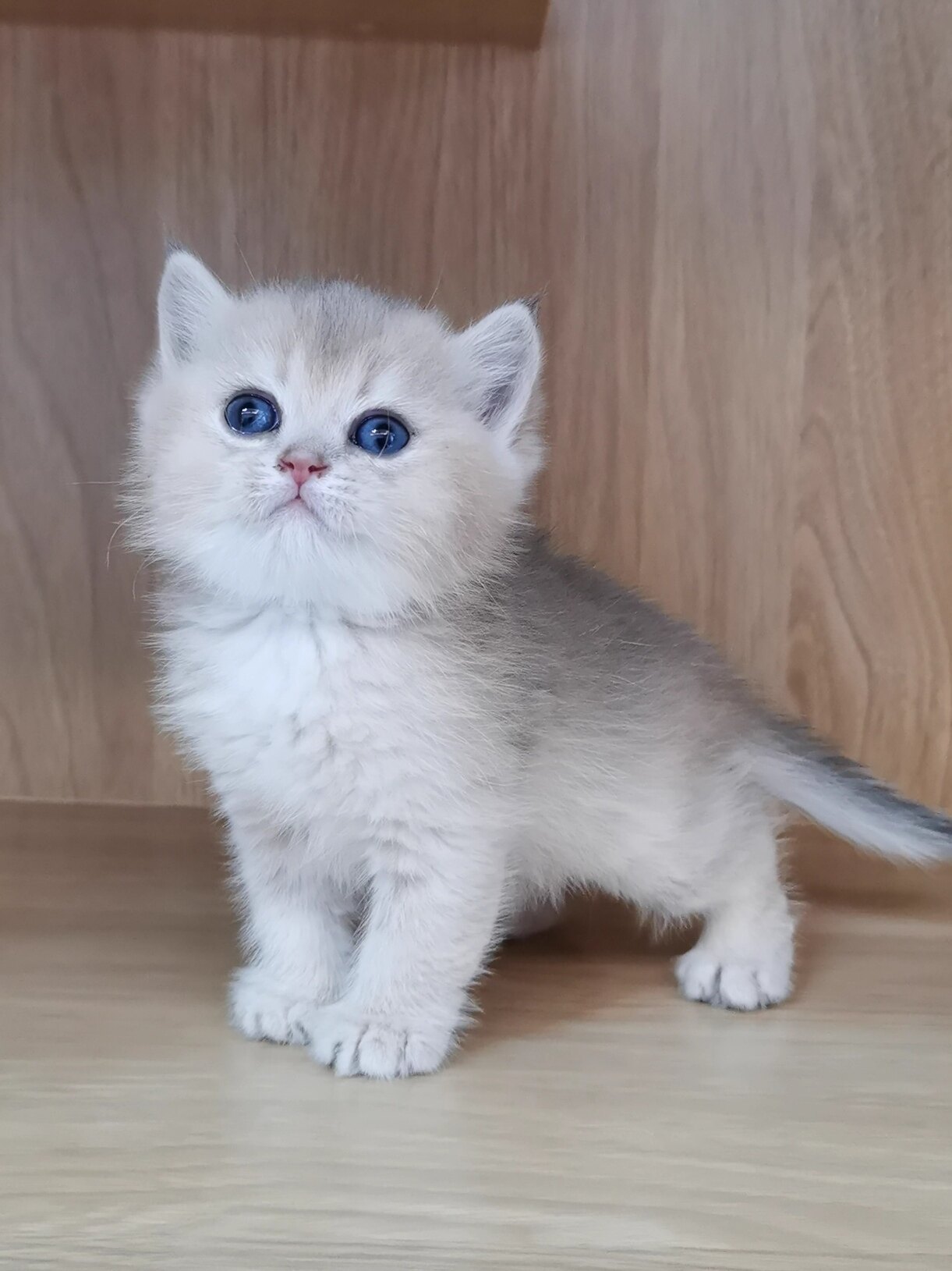 英短11色12色蓝金渐层英国短毛猫伴侣幼猫宠物猫咪活体猫舍