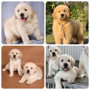 拉布拉多纯种家养金毛犬宠物活物导盲犬拉不拉多神犬小七小狗幼崽