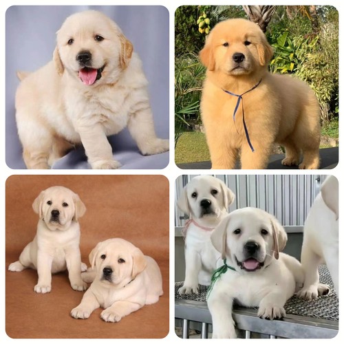 拉布拉多纯种家养金毛犬宠物活物导盲犬拉不拉多神犬小七小狗幼崽