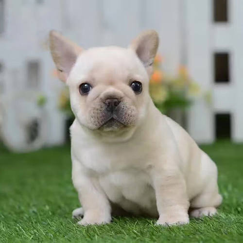 法斗幼犬奶油活体小方体家庭犬