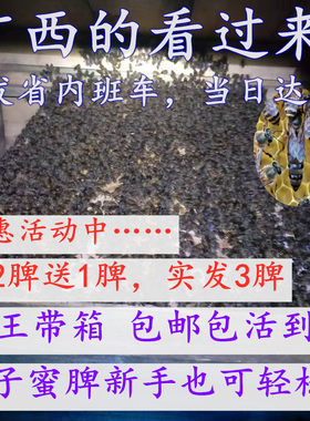 中蜂群蜂箱开产蜂王子脾活体包邮