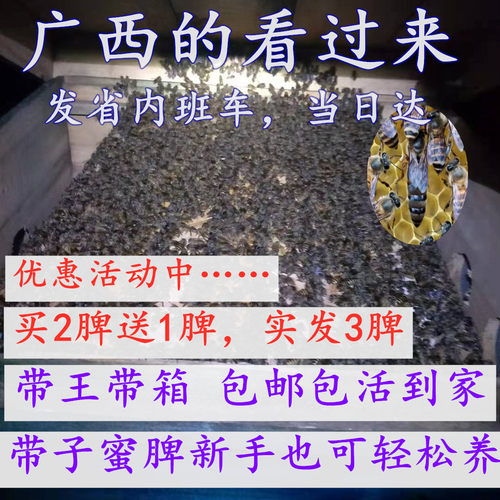 中蜂群蜂箱开产蜂王子脾活体包邮