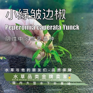小绿皱边椒真正水下叶阴性椒草无碳养殖不死中景草前景草阴性水草